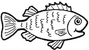 Image result for fish