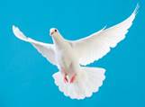 Image result for dove descending