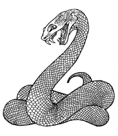 Image result for coiled serpent