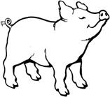 Image result for pig drawing