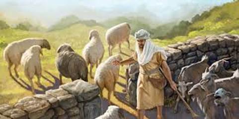 Image result for sheep and goats parable