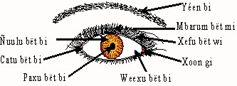 Wolof terms for parts of the eye diagram