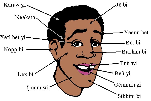 Wolof terms for parts of the head diagram