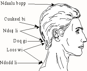 Wolof terms for parts of the back of the head diagram