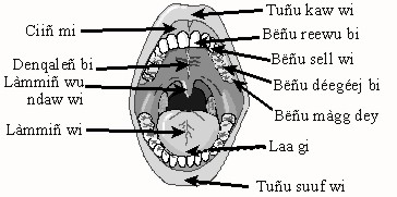 Wolof terms for parts of the mouth diagram
